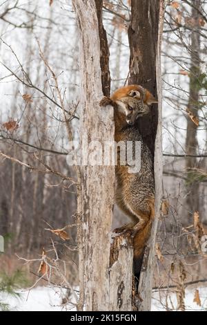 Le renard gris (Urocyon cinereoargenteus) regarde de l'intérieur de Split Tree Winter - animal captif Banque D'Images