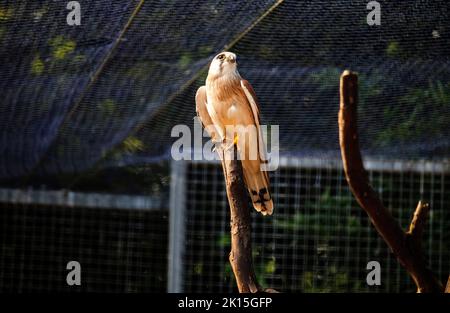 Un Nankeen Kestrel (Falco centroides) perché sur un stand en bois à Sydney, Nouvelle-Galles du Sud, Australie (photo de Tara Chand Malhotra) Banque D'Images