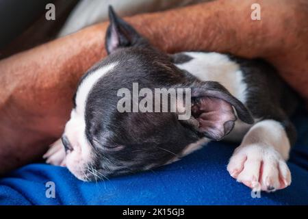 Boston Terrier chiot est tenu et câlin dans les bras d'un homme âgé. Banque D'Images