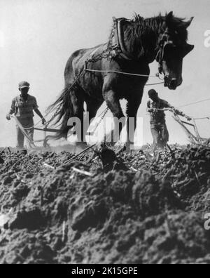 Champ de coton près de Maxton, NC, en préparation pour la plantation.Vers le milieu du 20th siècle dans le sud, les mules étaient encore utilisées dans de nombreux endroits pour préparer les champs de coton aux fins de plantation; 1959. Banque D'Images