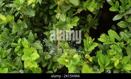 Arbres et arbustes Evergreen Buxus. Toile d'araignée avec rosée sur une branche. Banque D'Images