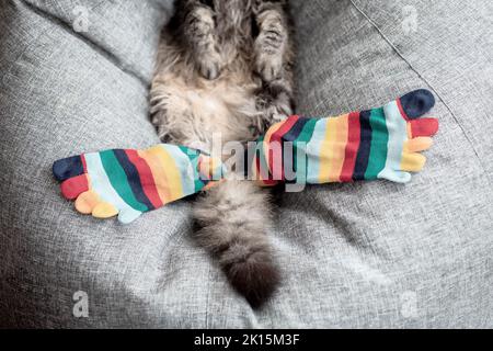 Chaussettes multicolores sur les pattes d'un chat. Chat drôle portant des chaussettes. Repos confortable pour les animaux Banque D'Images