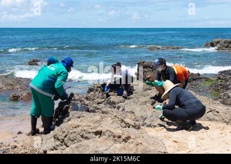 Salvador, Bahia, Brésil - 03 novembre 2019: Les agents de nettoyage et les volontaires extraient l'huile de la plage de Rio Vermelho dans la ville de Salvador. Le site était Banque D'Images