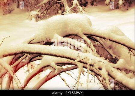 Une épaisse couche de neige humide a courbé les jeunes arbres en un arc. Forêt après une forte chute de neige de plusieurs jours Banque D'Images