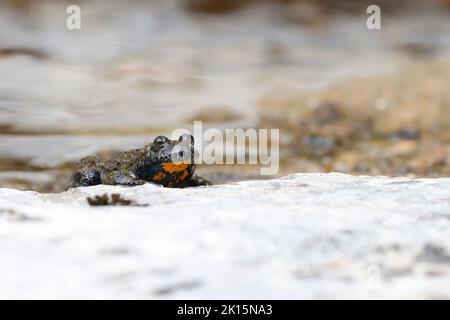 Ululone appenninico - crapaud à ventre jaune d'Appenine (Bombina pachypus) Banque D'Images