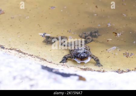 Ululone appenninico - crapaud à ventre jaune d'Appenine (Bombina pachypus) Banque D'Images