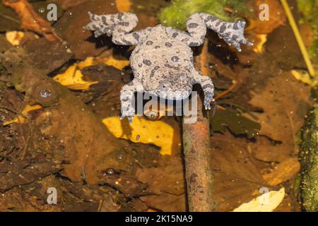 Ululone appenninico - crapaud à ventre jaune d'Appenine (Bombina pachypus) Banque D'Images