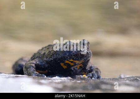 Ululone appenninico - crapaud à ventre jaune d'Appenine (Bombina pachypus) Banque D'Images