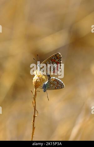 Deux papillons bleus communs (Polyommatus icarus) qui se forment sur une tête de fleur Banque D'Images