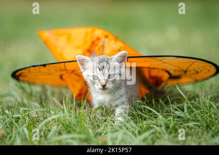 Chat d'Halloween, joli petit chat gris avec chapeau de sorcières orange, chaton sur l'herbe verte, image colorée d'Halloween. Banque D'Images