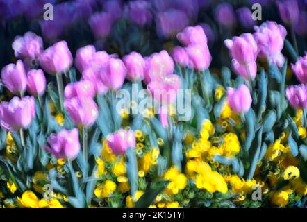 Arrière-plan défoqué de nombreux tulipes violettes qui poussent près de fleurs jaunes le jour ensoleillé du printemps dans le champ Banque D'Images