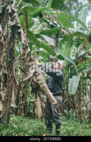 Homme en vêtements décontractés et chapeau de seau coupant les feuilles sèches de bananiers pendant le travail sur la ferme écologique au Costa Rica Banque D'Images
