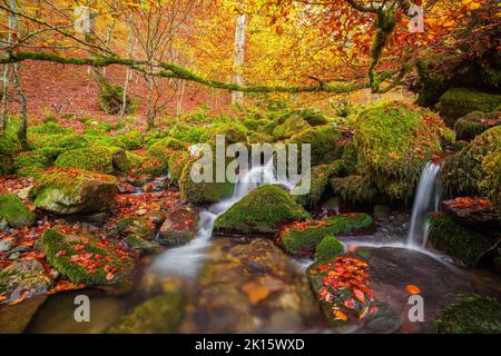 Longue exposition de ruisseau avec de l'eau propre coulant sur des rochers mousseux recouverts de feuilles d'orange le jour de l'automne dans la forêt de Beech d'Argovejo, Espagne Banque D'Images