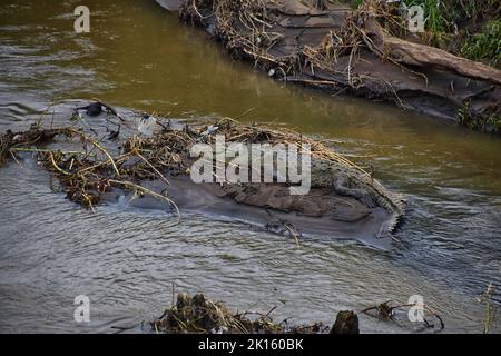 Crocodile, caïman crocodilus tacheté reposant sur la rivière, la rive, reptile crocodilien trouvé à, Costa Rica, Amérique centrale. Banque D'Images