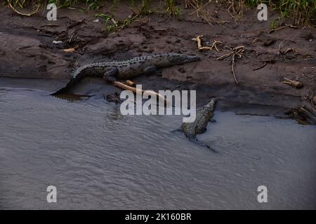 Crocodile, caïman crocodilus tacheté reposant sur la rivière, la rive, reptile crocodilien trouvé à, Costa Rica, Amérique centrale. Banque D'Images