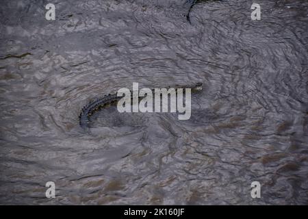 Crocodile, caïman crocodilus tacheté reposant sur la rivière, la rive, reptile crocodilien trouvé à, Costa Rica, Amérique centrale. Banque D'Images