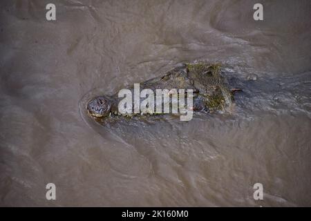 Crocodile, caïman crocodilus tacheté reposant sur la rivière, la rive, reptile crocodilien trouvé à, Costa Rica, Amérique centrale. Banque D'Images