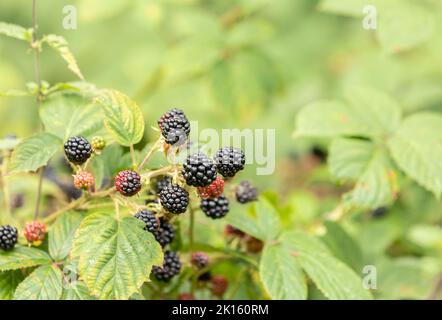 Les mûres poussent dans le jardin. Mûres et non mûres sur une brousse. Nourriture, sélectif Banque D'Images