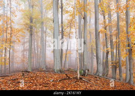 Forêt de hêtres dans les montagnes de Mala Fatra par un jour de brouillard, Slovaquie. Banque D'Images