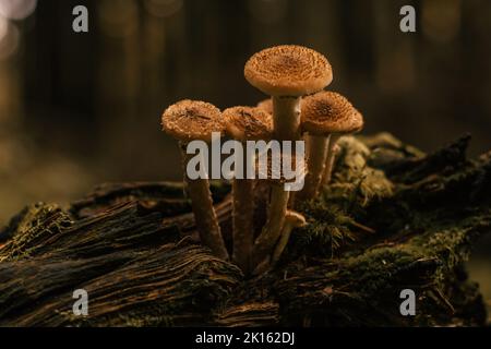 Famille de champignons de miel poussant sur une grande souche pourrie dans la forêt d'automne dans la mousse près des arbres. Bokeh et troncs en arrière-plan. Nature, automne saisonnier Banque D'Images