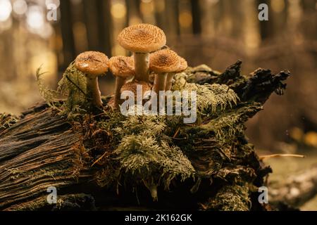Famille de champignons de miel poussant sur une grande souche pourrie dans la forêt d'automne dans la mousse près des arbres. Bokeh et troncs en arrière-plan. Nature, automne saisonnier Banque D'Images