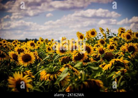 tournesols poussant dans un champ près de la route Banque D'Images