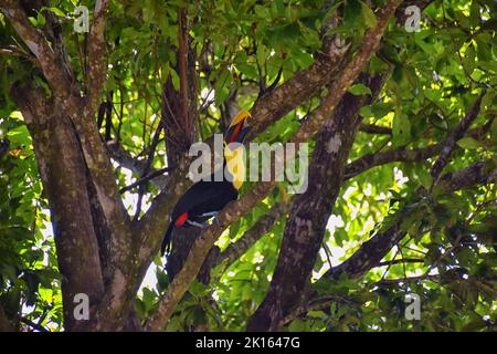 Toucan oiseau sauvage, à gorge jaune, Ramphastos ambiguus dans la nature du Costa Rica près de Jaco. Repos dans l'arbre sur branche dans la forêt tropicale. Centre A Banque D'Images