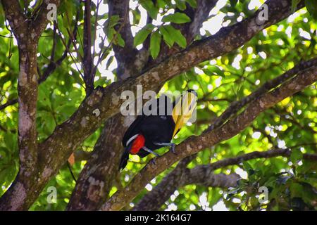 Toucan oiseau sauvage, à gorge jaune, Ramphastos ambiguus dans la nature du Costa Rica près de Jaco. Repos dans l'arbre sur branche dans la forêt tropicale. Centre A Banque D'Images