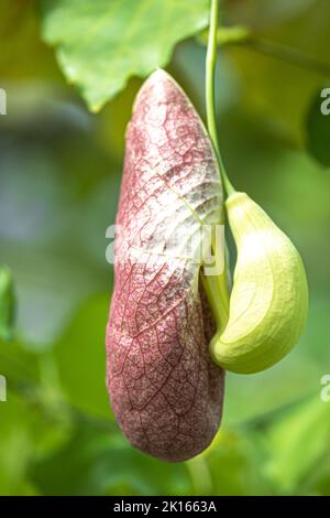 Développement de la pipe brésilienne Dutchman ou fleur géante Pelican (Aristolochia gigantea) Banque D'Images