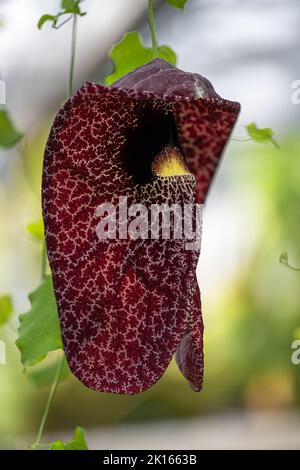 Pipe brésilienne Dutchman ou fleur géante Pelican (Aristolochia gigantea) Banque D'Images