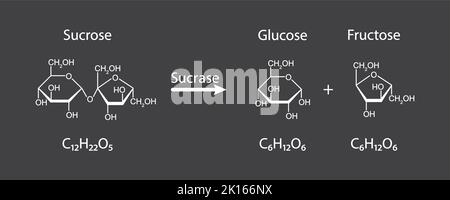 Effet de la sucrase sur la molécule de sucrose. Hydrolyse du saccharose. Illustration vectorielle. Illustration de Vecteur