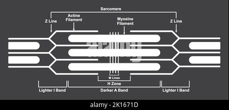 Conception scientifique de sarcomère. Illustration du sarcomère musculaire. Symboles colorés. Illustration vectorielle. Illustration de Vecteur