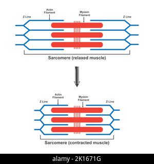 Conception scientifique des différences entre les muscles détendus et contractés (sarcomère). Symboles colorés. Illustration vectorielle. Illustration de Vecteur