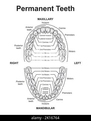 Conception scientifique de dents humaines permanentes. Tableau anatomique des dents et des mâchoires dentaires. Symboles colorés. Illustration vectorielle. Illustration de Vecteur