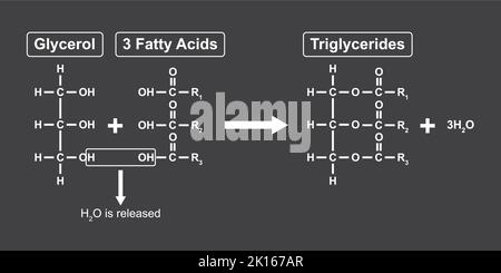 Réaction chimique de formation de triglycérides. Illustration vectorielle. Illustration de Vecteur
