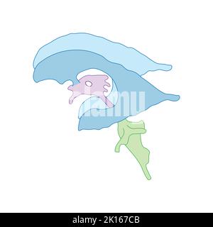 Conception scientifique du système ventriculaire du cerveau. Symboles colorés. Illustration vectorielle. Illustration de Vecteur