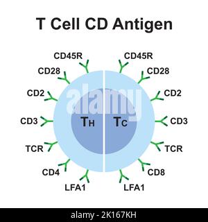 Scientific Designing of T Cell CD Antigen. Colorful Symbols. Vector Illustration. Stock Vector