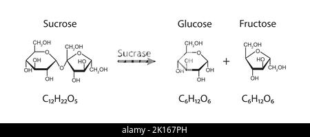 Effet de la sucrase sur la molécule de sucrose. Hydrolyse du saccharose. Illustration vectorielle. Illustration de Vecteur