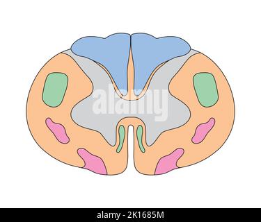 Conception scientifique de l'anatomie de la moelle épinière. Structure de la moelle épinière cervicale. Symboles colorés. Illustration vectorielle. Illustration de Vecteur