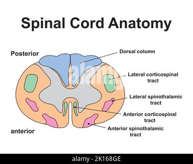 Conception scientifique de l'anatomie de la moelle épinière. Structure de la moelle épinière cervicale. Symboles colorés. Illustration vectorielle. Illustration de Vecteur