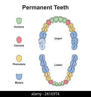 Conception scientifique de dents humaines permanentes. Tableau anatomique des dents et des mâchoires dentaires. Symboles colorés. Illustration vectorielle. Illustration de Vecteur