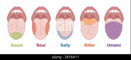 Conception scientifique des zones de goût de la langue humaine. Doux, salé, amer. Symboles colorés. Illustration vectorielle. Illustration de Vecteur