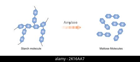 Conception scientifique de la digestion de l'amidon. Effet de l'enzyme amylase sur la molécule d'amidon. Maltose formation de sucre. Illustration vectorielle. Illustration de Vecteur