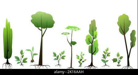 Semis de jeunes arbres avec racines. Ensemble de plantes de jardin. Plantations de fruits. Isolé sur fond blanc. Vecteur. Illustration de Vecteur