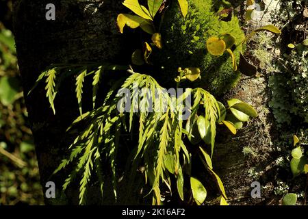 Mousse épiphytique et fougères sur le tronc de l'arbre de kahikatea Banque D'Images