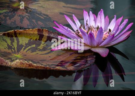 Magnifique nénuphar violet dans un étang Banque D'Images