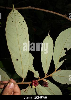 Fleurs de l'arbre sauvage de cacao Theobroma mammosum Banque D'Images