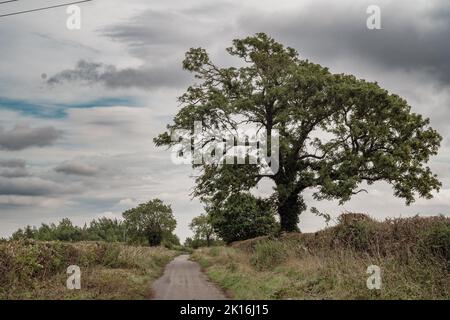 Arbre dans un paysage avec un chemin Banque D'Images