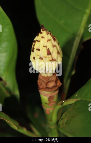 Gros plan sur le fruit de l'espèce endémique Magnolia wetteri Banque D'Images