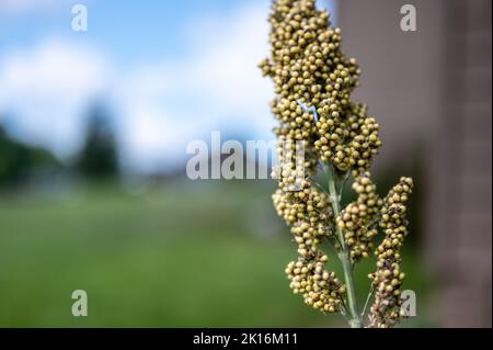 Accent sélectif sur la maturation de la tête de semence de sorgho bicolor Banque D'Images